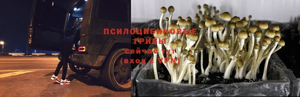 прущая мука Алзамай