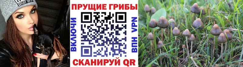 Псилоцибиновые грибы мухоморы  Рошаль 